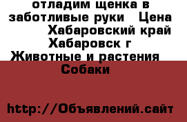 отладим щенка в заботливые руки › Цена ­ 100 - Хабаровский край, Хабаровск г. Животные и растения » Собаки   